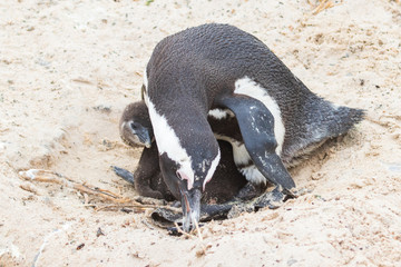 Fototapeta premium Penguins belonging to a penguin colony in the sand at Boulders Beach (Boulders Bay) in the Cape Peninsula in South Africa. Boulders Beach is part of Table Mountain National Park. 