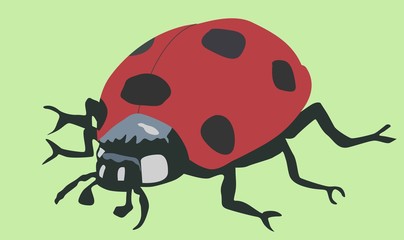 ladybug an insect on a light green background