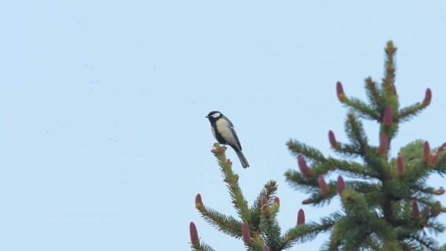 Great tit sitting on top of a spruce and singing