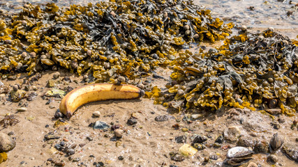 Banana and Closeup of colorful Bladder Wrack (Fucus vesiculosus)