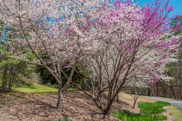Flowering trees in springtime