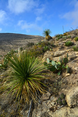 Agave, yucca, cacti and desert plants in a mountain valley landscape in New Mexico,