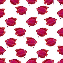 Seamless pattern with fish on white background. Backdrop with marine theme for design. Little red fish.