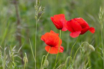 Obraz premium Trzy czerwone maki maku kukurydzianego na łące polnej i łące kwiatowej wiosną pokazują czerwoną różę plotkarską w pełnym rozkwicie na naturalnym zielonym tle z miejscem na kopię wiosennej gorączki