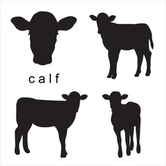 Vector black calf illustration of farm animals. Set isolated on white background. Head of a calf in full face. © Yurii
