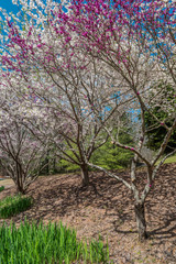 Flowering trees in springtime