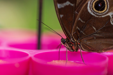 Mariposa aliment&aacute;ndose
