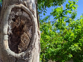 Obraz premium 3 trunk