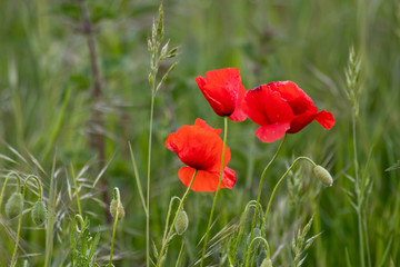 Drei rote Mohnblüten des Klatschmohns auf einer Feldwiese und Blumenwiese im Frühling zeigen die rote Klatschrose in voller Blüte vor natürlichem grünen Hintergrund mit Copy Space für Frühlingsgefühle