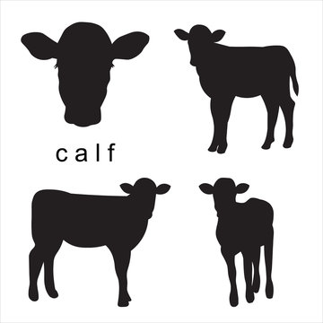 Vector black calf illustration of farm animals. Set isolated on white background. Head of a calf in full face.