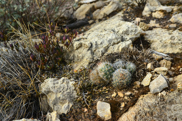 Cacti and other desert plants grow among stones in a mountain landscape in New Mexico, USA