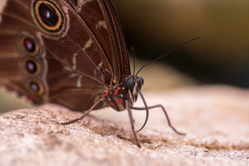 Mariposa
