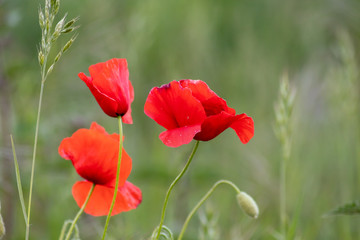 Drei rote Mohnblüten des Klatschmohns auf einer Feldwiese und Blumenwiese im Frühling zeigen die rote Klatschrose in voller Blüte vor natürlichem grünen Hintergrund mit Copy Space für Frühlingsgefühle