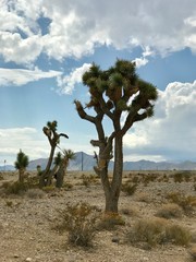 desert cactus landscape 