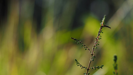 Bruyères sur fond jaune, pendant l'heure dorée