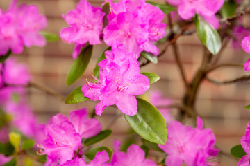 pink flowers