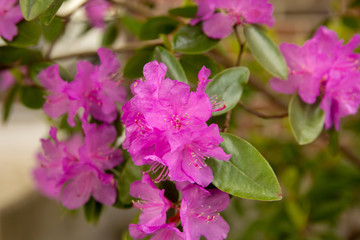 pink flowers