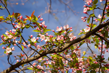cherry blossom in spring