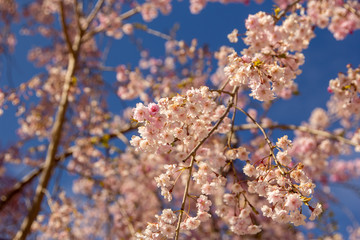 cherry blossom in spring