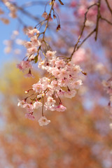 cherry blossom in spring