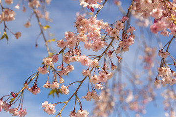 cherry blossom in spring