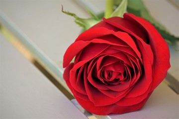 A single red rose laying on the metal table, Spring in GA USA.