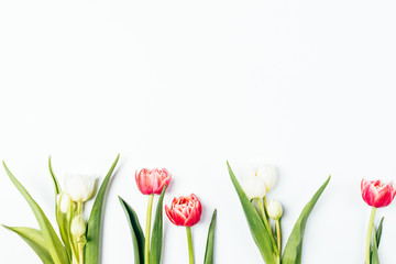 Floral flat lay composition of fresh tulips flowers in row