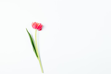 Fresh pink tulip flower with green leaf