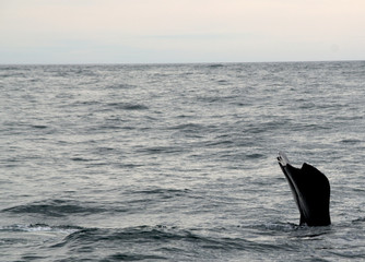 Sperm whale tail diving at Kaikoura, New Zealand