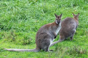 Wallaby de Bennett 