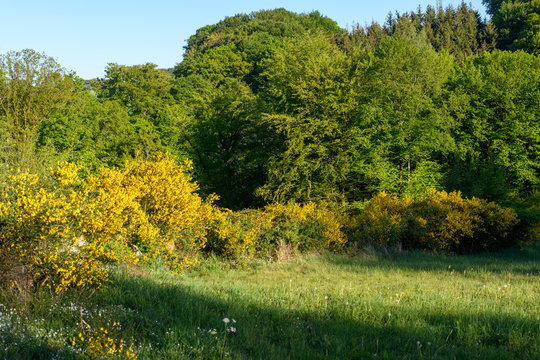 Ginster am Hanfbachtal