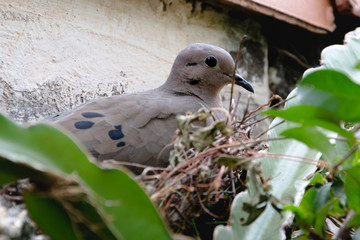 pigeon in the nest