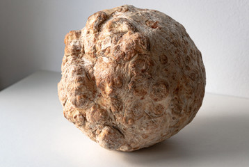 Fresh celery root is grown by hand.