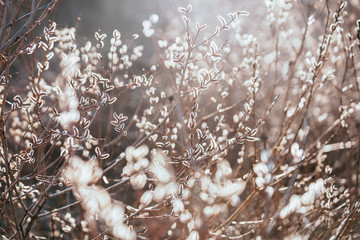 Close-up of tree branches with buds. Background, springtime symbolic