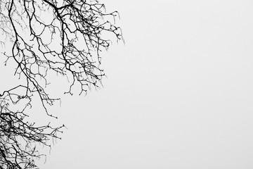 Obraz premium Black and white photo of spring branches with buds on the left against a cloudless sky. There is a place for text. An unusual look at ordinary things for your design.