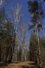 Fototapeta na wymiar Forest path between tall birch and pine trees on a spring day | VERKHNYAYA PYSHMA, RUSSIA - 04 MAY 2020.