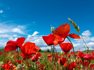 red poppy flowers with blue sky.