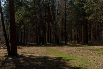 Forest clearing with a green path of fresh grass on a warm Sunny day | VERKHNYAYA PYSHMA, RUSSIA - 04 MAY 2020.