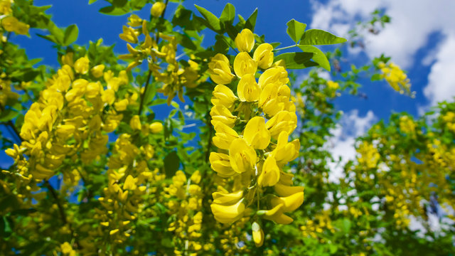 Yellow bunch (Laburnum Alpinum) in front of cloudy and blue sky