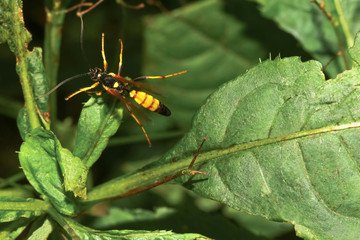 Gelbe Schlupfwespe, Amblyteles armatorius 