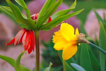 Orange crown imperial big flowers in the garden.