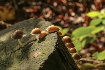 Kleine braune Pilze auf einem Baumstamm im Gegenlicht