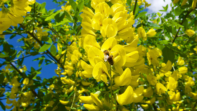 Yellow bunch (Laburnum Alpinum) in front of blue sky