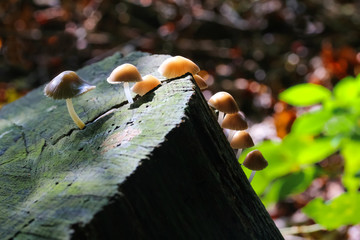 Kleine braune Pilze auf einem Baumstamm im Gegenlicht