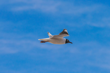 Sea bird flying in the sky