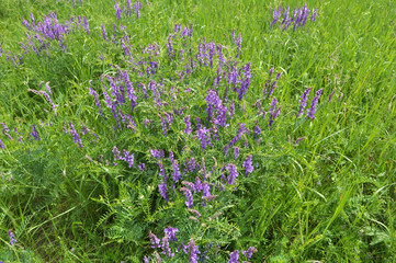 Obraz premium In the wild, Vicia tenuifolia blooms