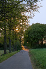 Road between fields and trees towards the setting sun.