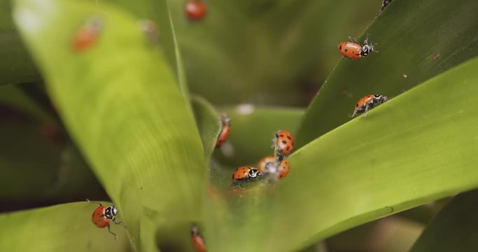 A beautiful group of Ladybugs on green leaves - close up
