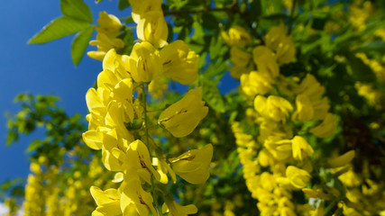 Yellow bunch (Laburnum Alpinum) in front of blue sky
