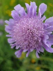 close up of a pink dahlia